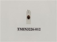 藏品(龜紋瓢蟲)的圖片